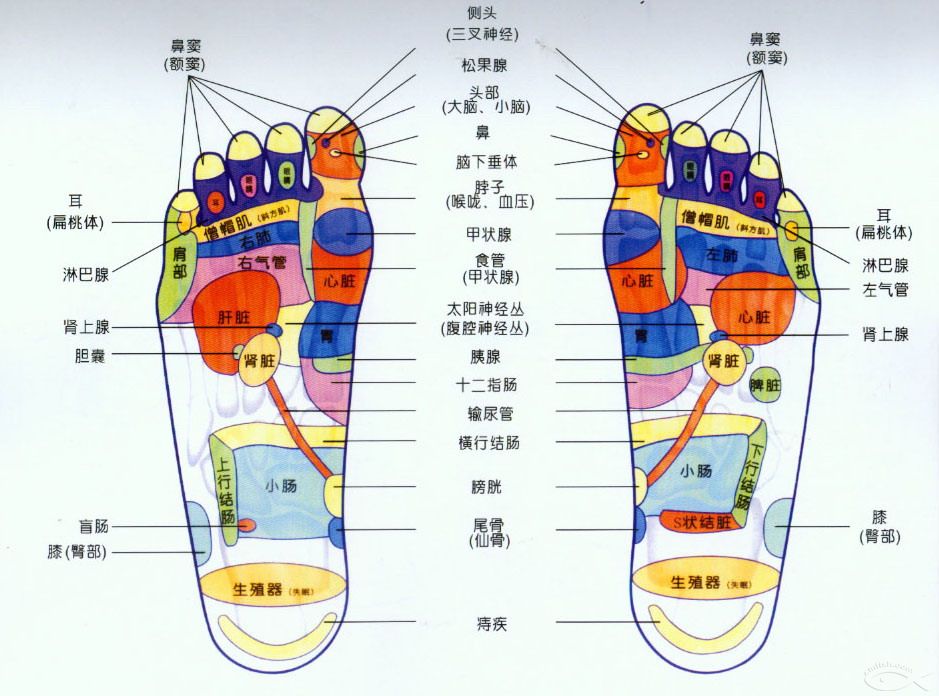 feet reflexology in Palmers green massage(TCM)